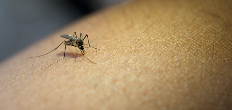 Dengue Can be Fatal