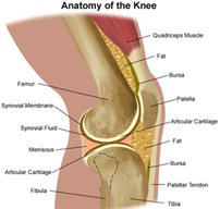 Anatomy of Knee Replacement Surgery