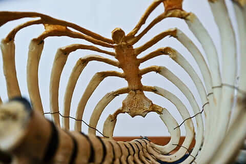 ribcage skeleton bone rib